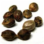 Семена марихуаны АК-47  (Seeds AK-47) в Коркино